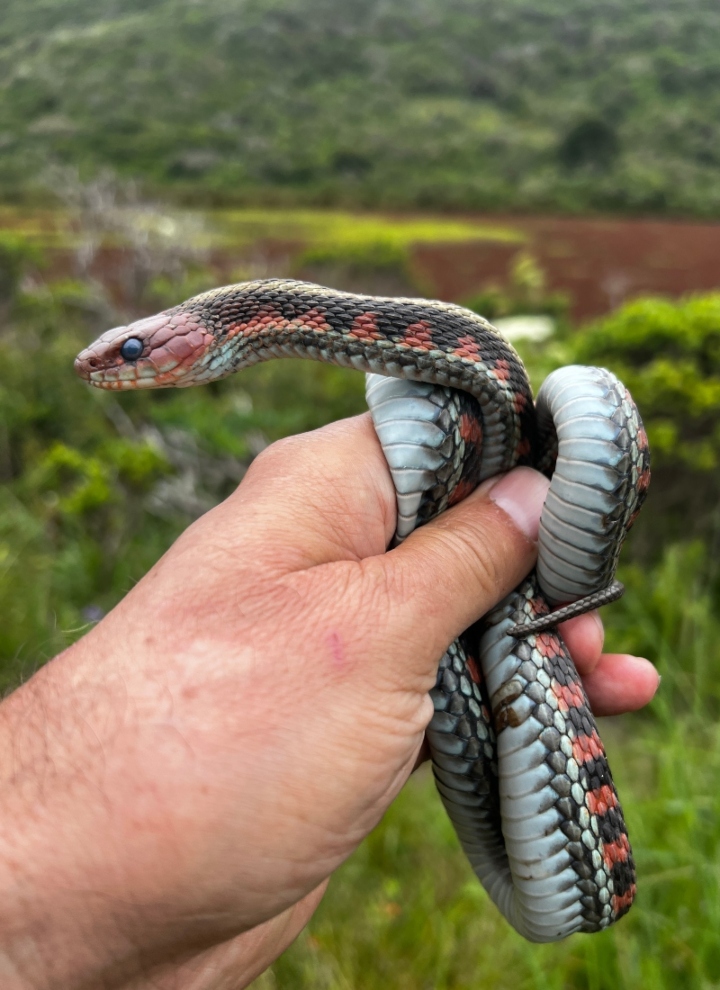 California Red-sided Garter Snake
